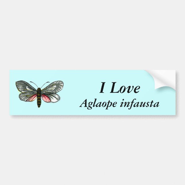 Aglaope infausta - Almond-Tree Leaf Skeletonizer Bumper Sticker (Front)
