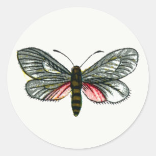 Aglaope infausta - Almond-Tree Leaf Skeletonizer K Classic Round Sticker