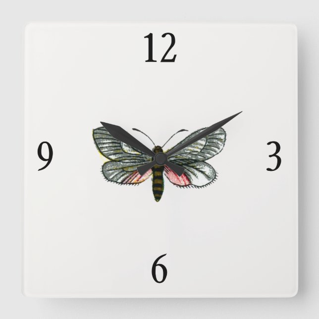 Aglaope infausta - Almond-Tree Leaf Skeletonizer Square Wall Clock (Front)