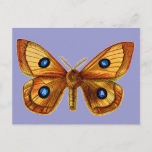 Aglia Tau male Postcard