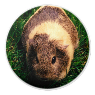 Agouti Guinea Pig in the Grass Ceramic Knob