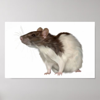 Agouti Hooded Rat Poster