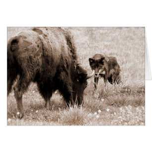 Agressive bison and black wolf