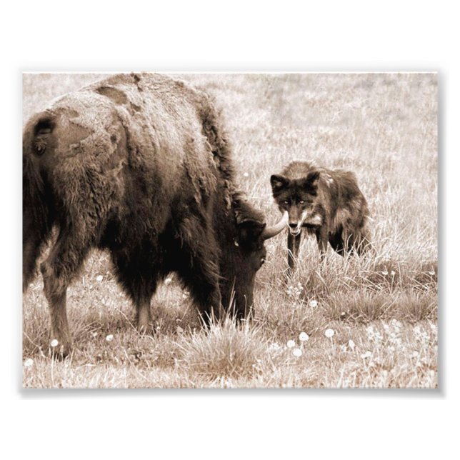 Agressive bison and black wolf photo print (Front)