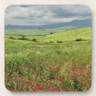 Agricultural field, Tuscany region of Italy. Coaster
