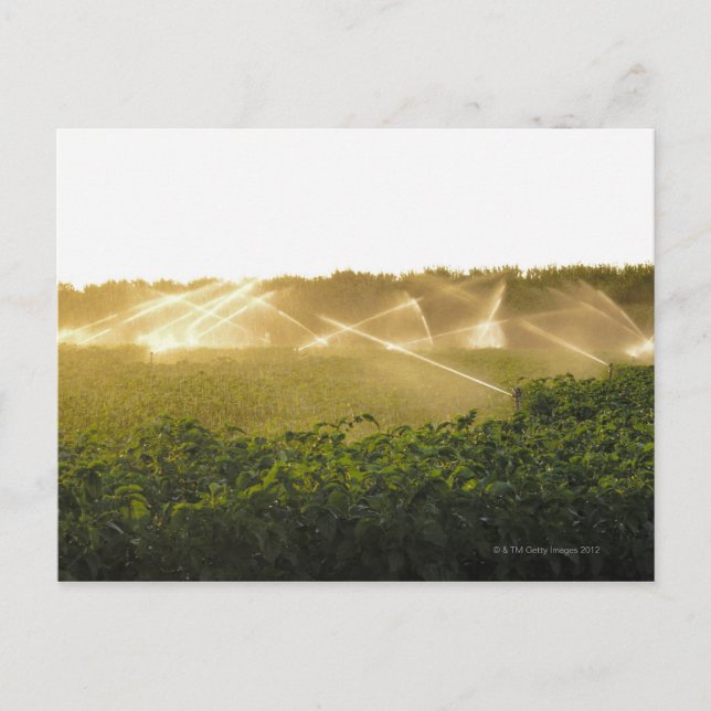Agricultural irrigation system watering 2 postcard (Front)