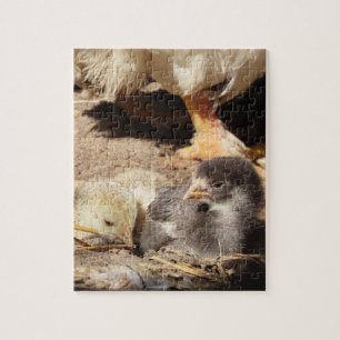 agriculture, animal, art, baby, beak, bird, jigsaw puzzle