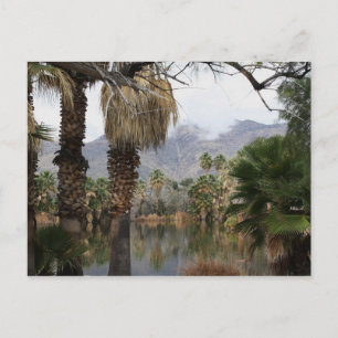 Agua Caliente Park Tucson Az Postcard