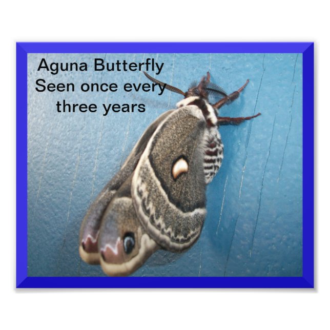 Aguna Butterfly Photo Enlargement (Front)