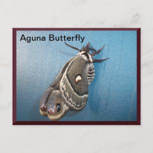 Aguna Butterfly Postcard #2