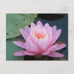 AH- Pink Water Lily Postcard