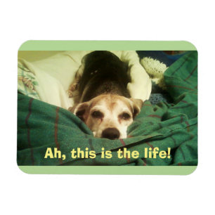 "Ah, This Is the Life!" Beagle 3x4 Fridge Magnet