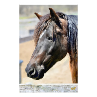 AHT Horse Rescue Photo Print