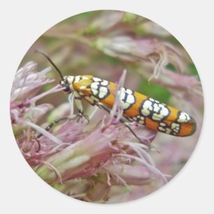 Ailanthus Webworm Moth (Atteva punctella) Items Classic Round Sticker