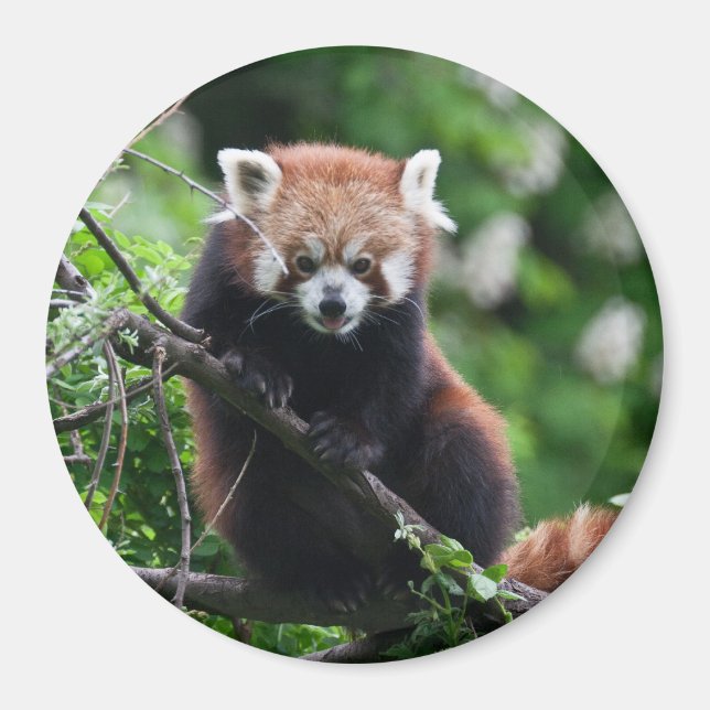 Ailurus fulgens magnet (Front)