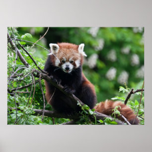Ailurus fulgens poster