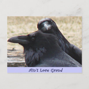Ain't Love Grand Ravens in love postcard