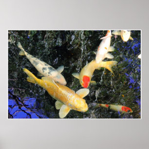 Air Koi Poster