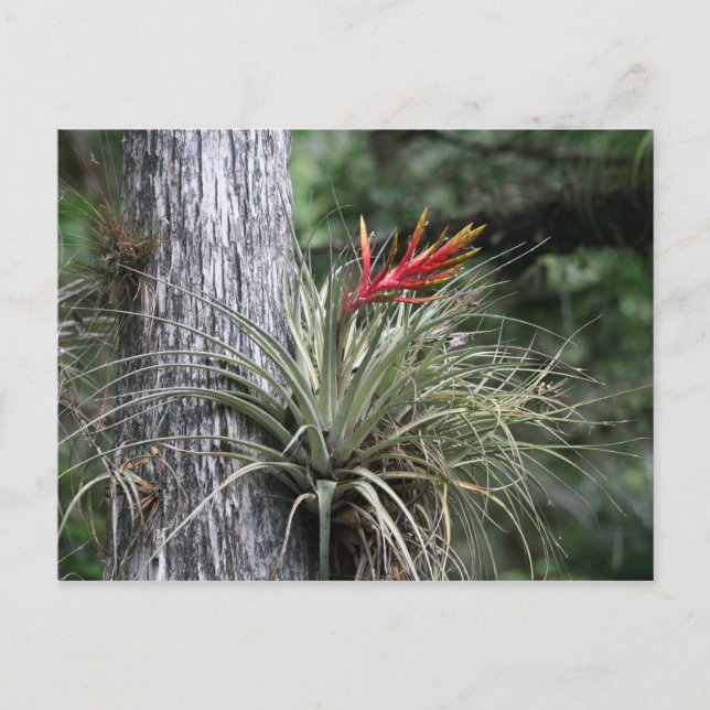 Air Plant Postcard (Front)