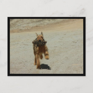 Airedale Dog Postcard
