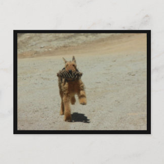 Airedale Dog Postcard