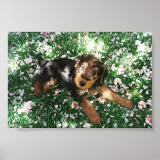 Airedale pup in flowerfield poster