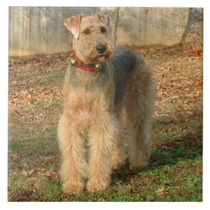 Airedale Terrier Dog Photo Tile