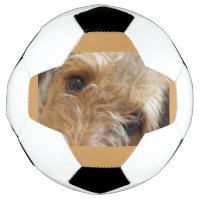 airedale terrier eyes