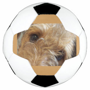 airedale terrier eyes football