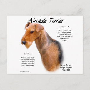 Airedale Terrier History  Postcard