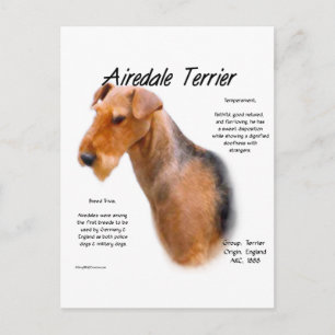 Airedale Terrier History  Postcard