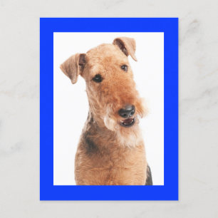 Airedale Terrier Puppy Dog Blue Postcard