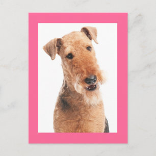 Airedale Terrier Puppy Dog Pink Postcard