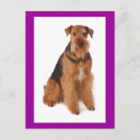 Airedale Terrier Puppy Dog Purple Postcard