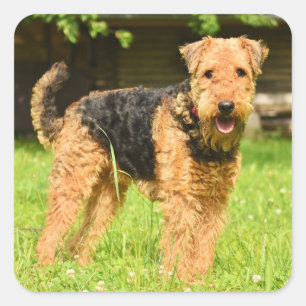 Airedale Terrier Puppy Dog  Square Sticker