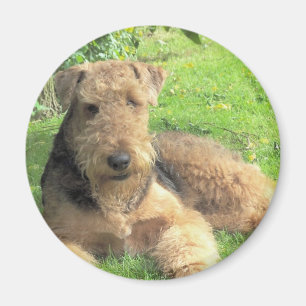 Airedale Terrier Round Magnet