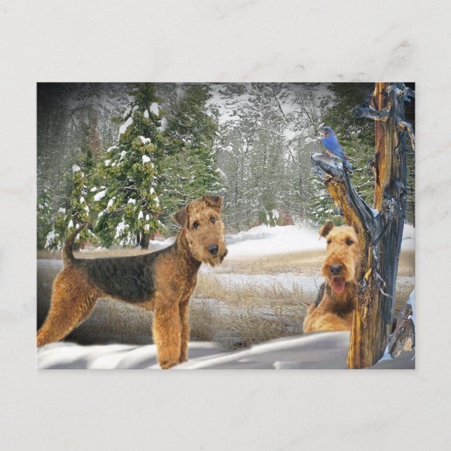 Airedale Terrier Winter Day gifts Postcard (Front)