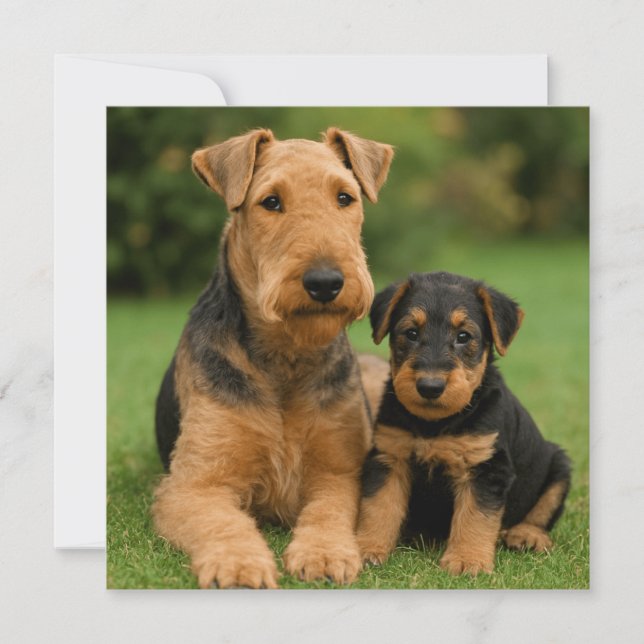 Airedale Terrier With Puppy Invitation (Front)