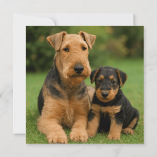Airedale Terrier With Puppy Invitation