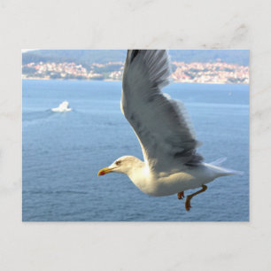 Airmail Seagull Postcard