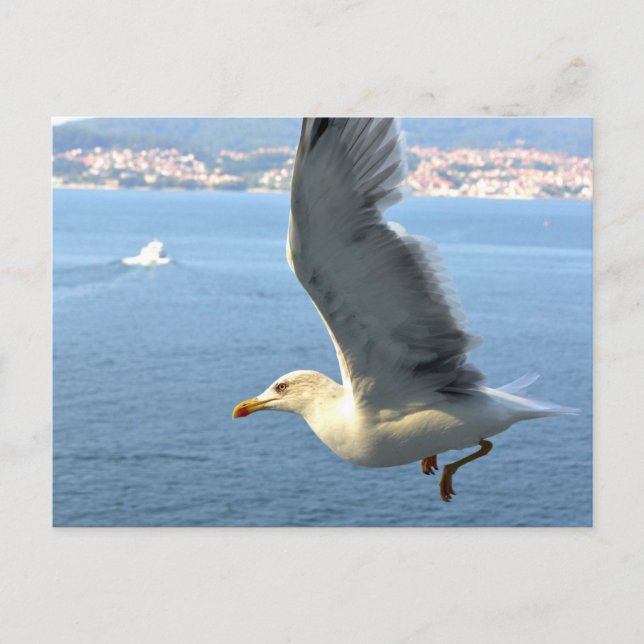 Airmail Seagull Postcard (Front)