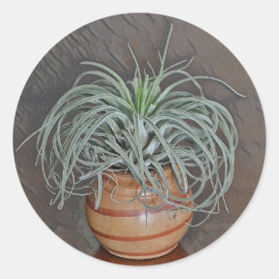 Airplant Oaxacana Classic Round Sticker
