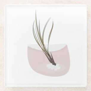 Airplant Tillandsia Plants Terarrium Blush Pink Glass Coaster