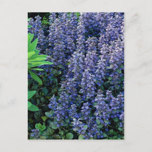 Ajuga reptans - bugleweed postcard