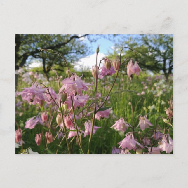 Akeleien Wiese unter Apfelbäumen Postcard (Front)