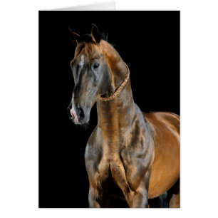 Akhal-Teke Horse