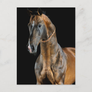 Akhal-Teke Horse Postcard