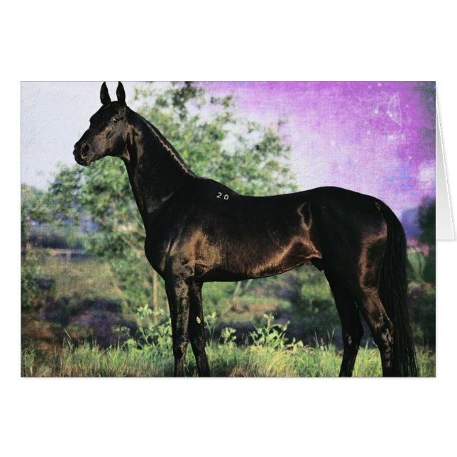 Akhal-teke Stallion (Front Horizontal)