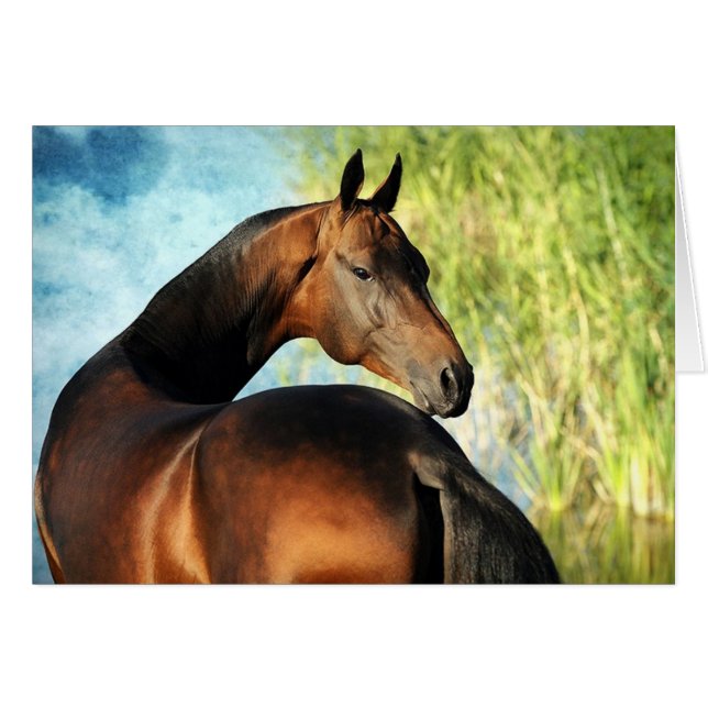 Akhal-teke stallion (Front Horizontal)