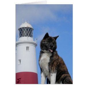 Akita